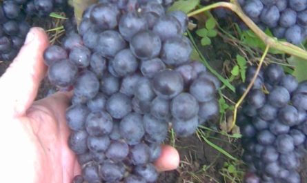Виноград сорт Бастардо – посадка и выращивание