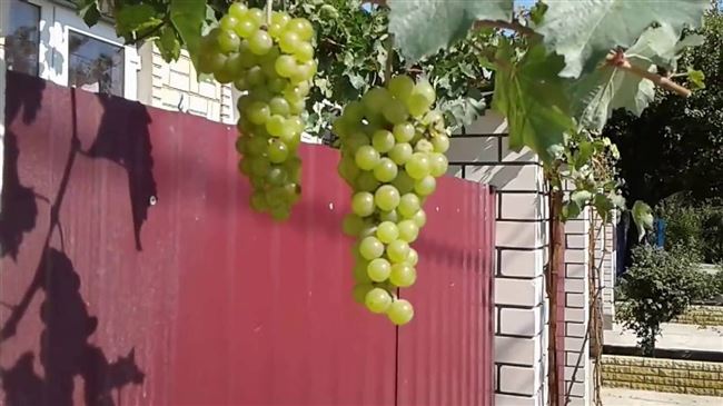 Посадка саженцев