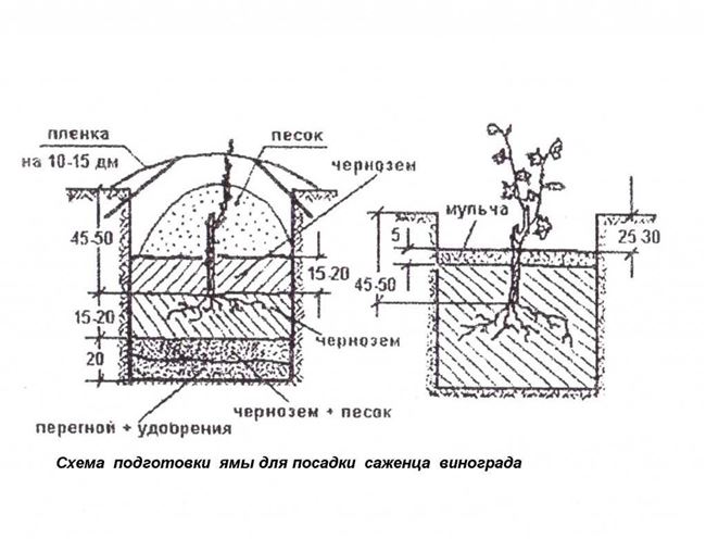 Подготовка участка и посадочной ямы