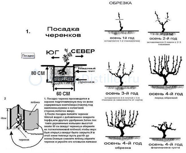 Посадка саженцами шаг за шагом