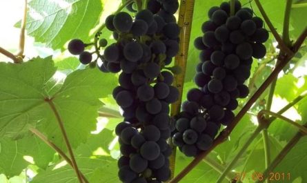 Сорт винограда Северный