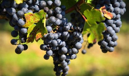 Классика виноделия — сорт винограда Каберне