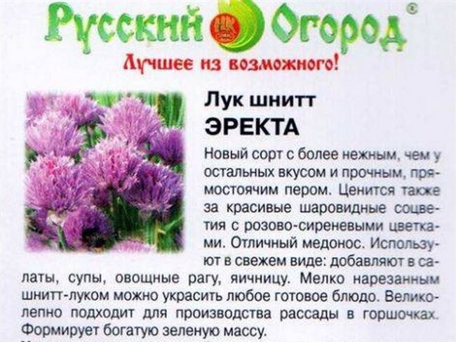 Описание лука шнитт и его полезные свойства