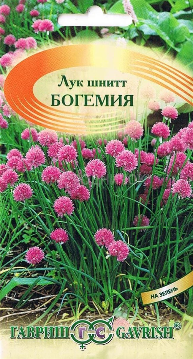 Размножение шнитт-лука