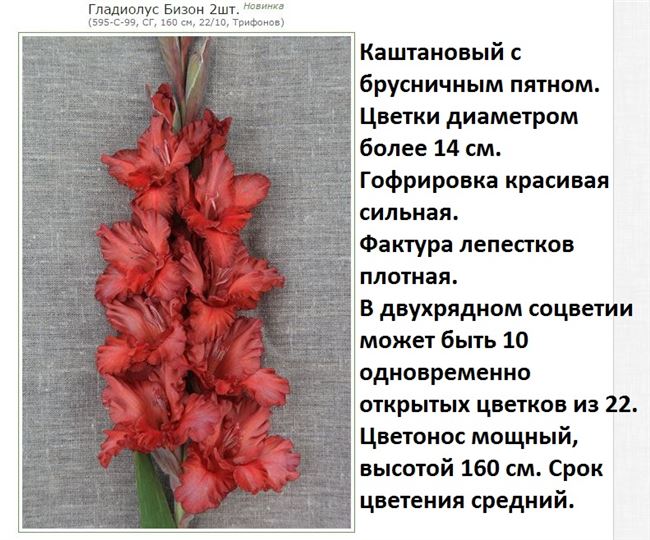 Ботаническая характеристика растений