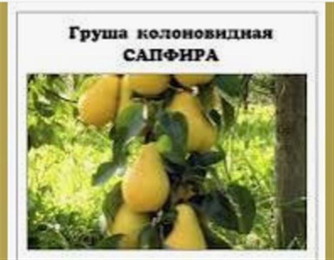 Характеристика плодов