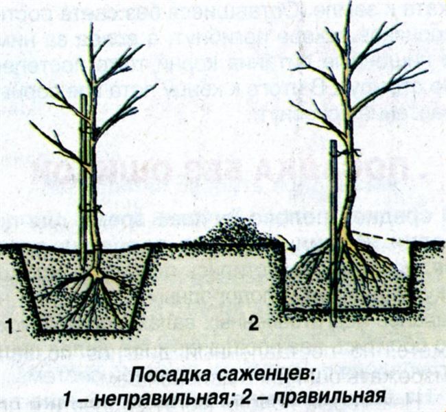 Посадка саженцев