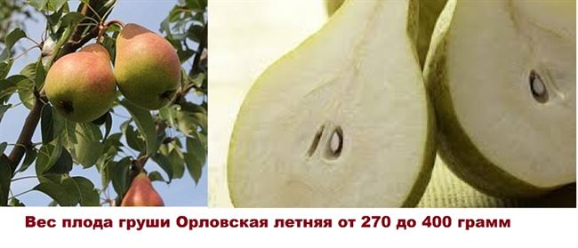 Описание плодов