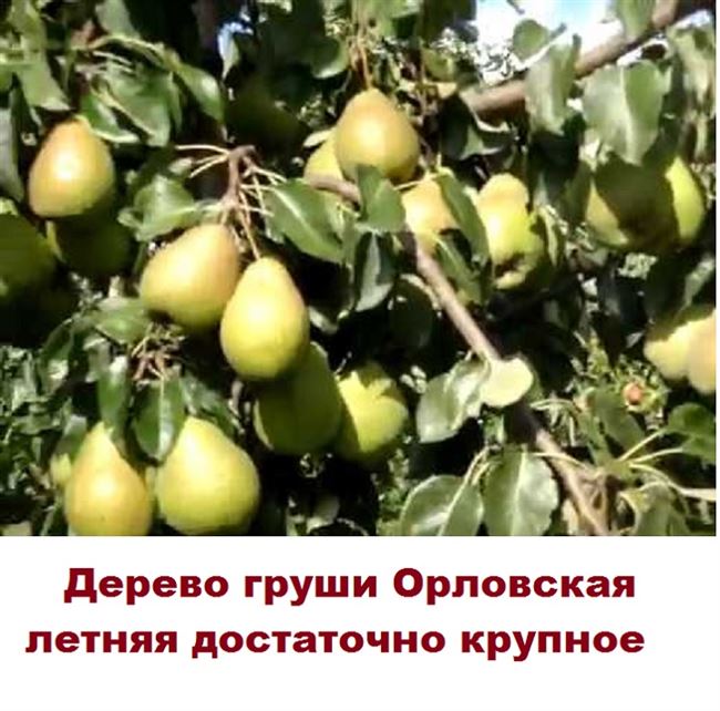 Груша Орловская летняя - Садовый питомник