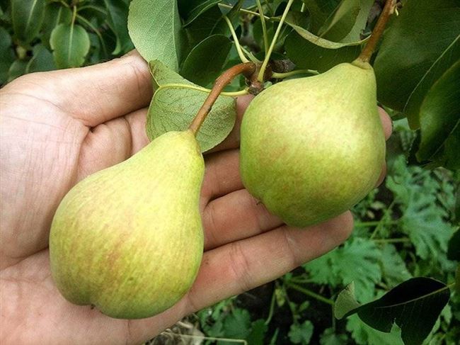 Сорт груши Просто Мария – характеристика и описание, отзывы садоводов, фото