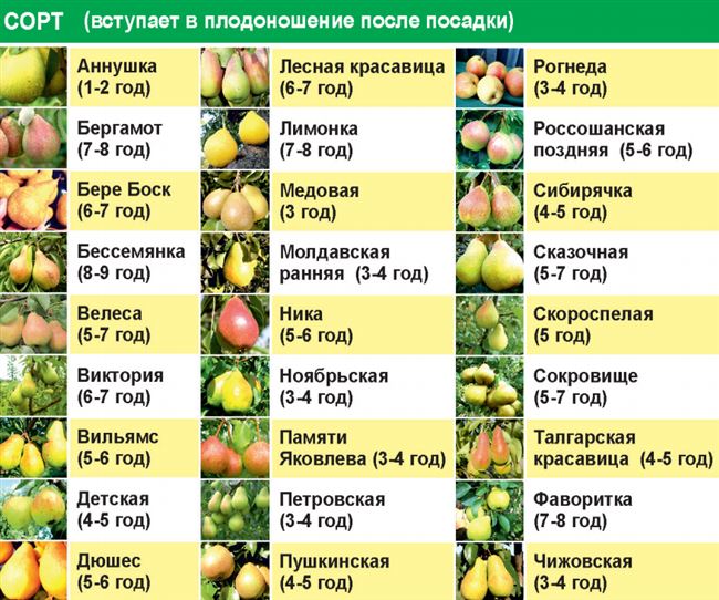 Таблица: схема полива груши