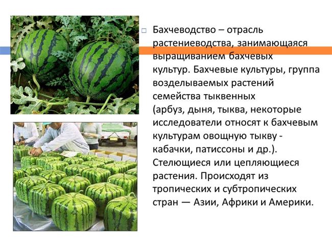 Про овощи - технология выращивания, агротехника, советы,отзывы