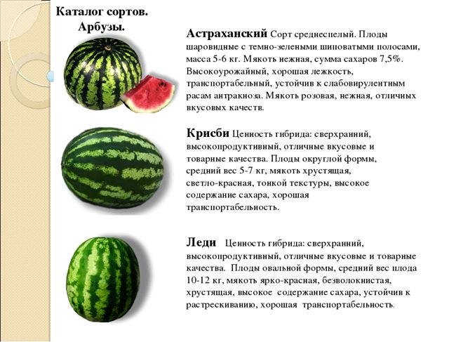 Ботаническое описание
