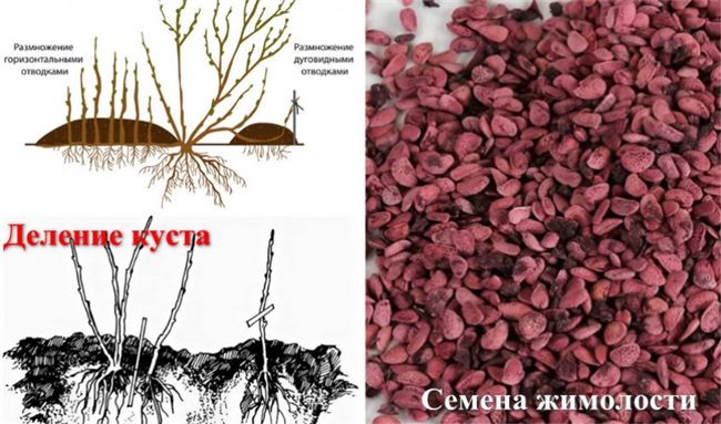 Процесс размножения отводками