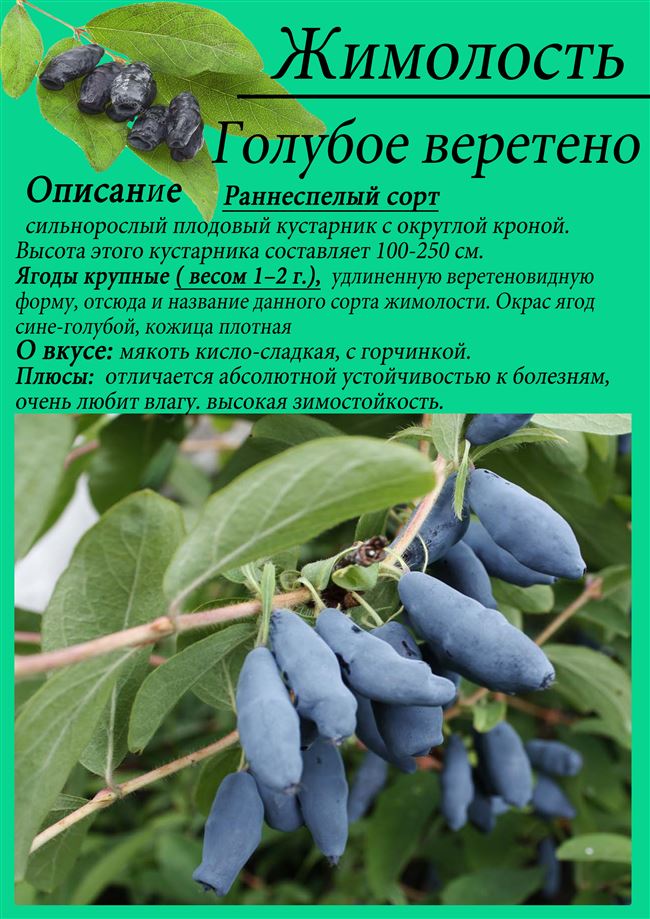 Правила ухода