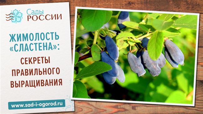 Советы и отзывы опытных огородников о сорте