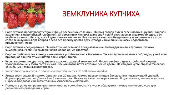 Болезни клубники Купчиха