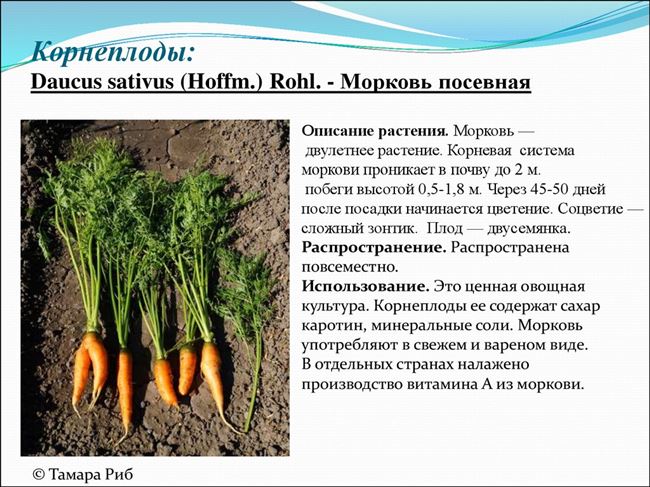 Болезни ботвы и корнеплодов моркови