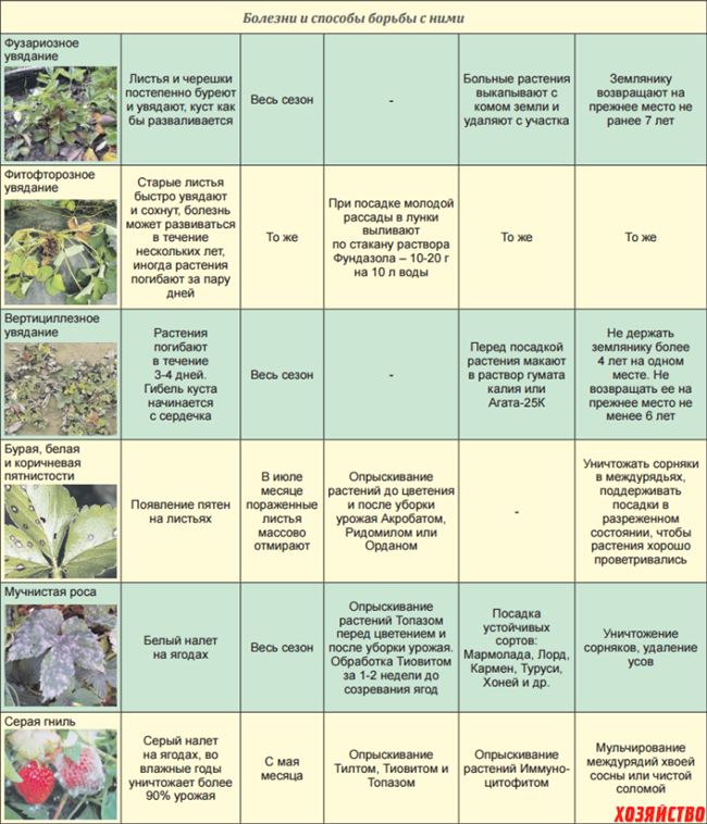Таблица: болезни, вредители и способы борьбы