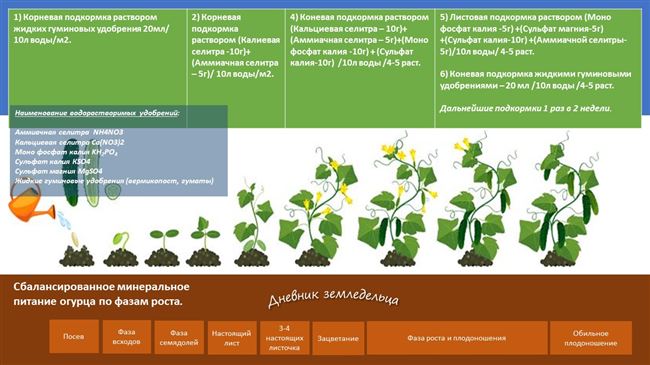 Подкормка и удобрения