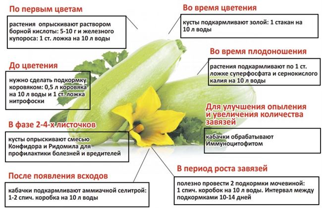 Посадка и уход за кабачками от посева до сбора урожая