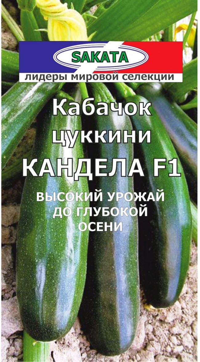 Кабачок Кандела F1 5 шт. (Саката) — ГАВРИШ ГК