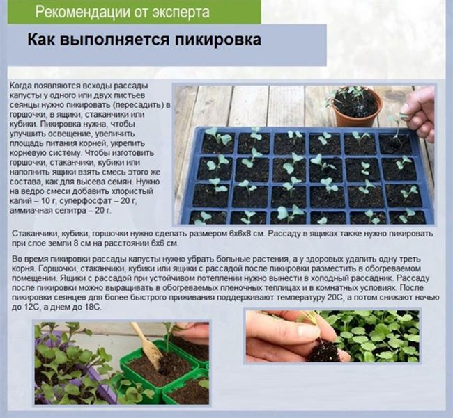 Посев семян на рассаду