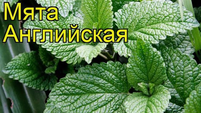 Посадка и уход за мятой