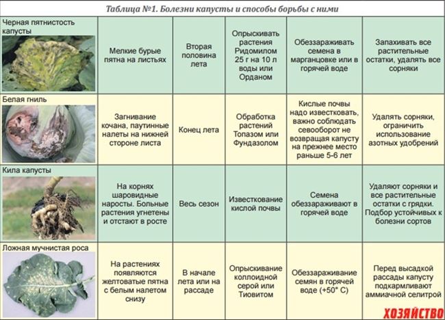 Профилактика и защита от болезней и вредителей