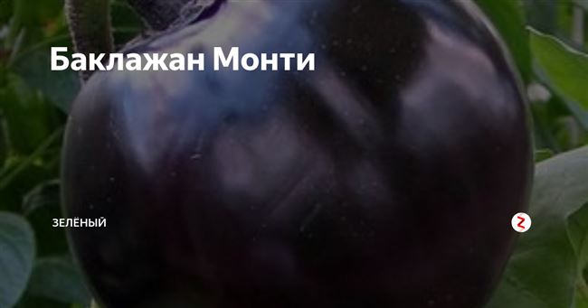 Баклажан Монти, 0,4г Эксклюзивные сорта