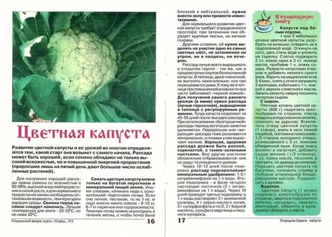 Болезни капусты по фазам роста (семенники, рассада, высаженные растения, головки на хранении)