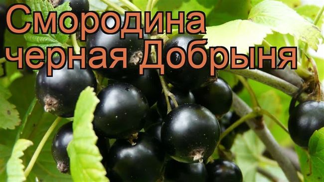 Фото сорта смородины Добрыня