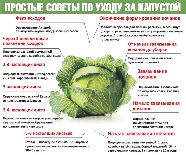 Подкормка
