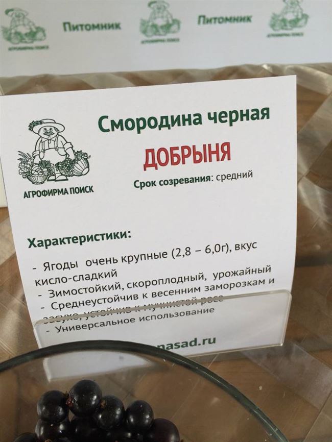 Уход за смородиной в открытом грунте