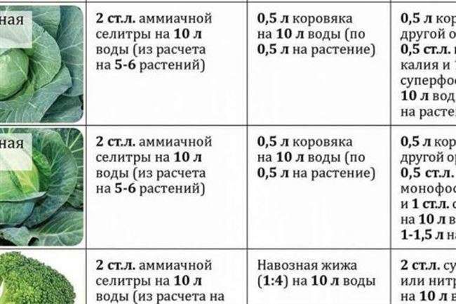 Болезни капусты по фазам роста (семенники, рассада, высаженные растения, головки на хранении)
