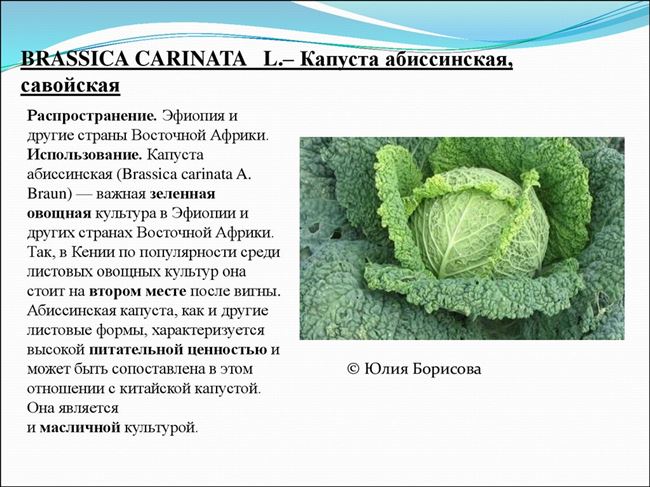 Общая характеристика культуры