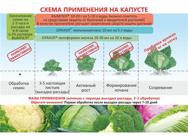 Болезни капусты по фазам роста (семенники, рассада, высаженные растения, головки на хранении)