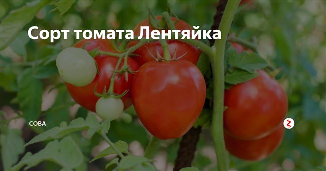 Последующий уход за томатами