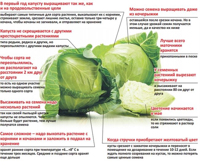 Болезни капусты по фазам роста (семенники, рассада, высаженные растения, головки на хранении)