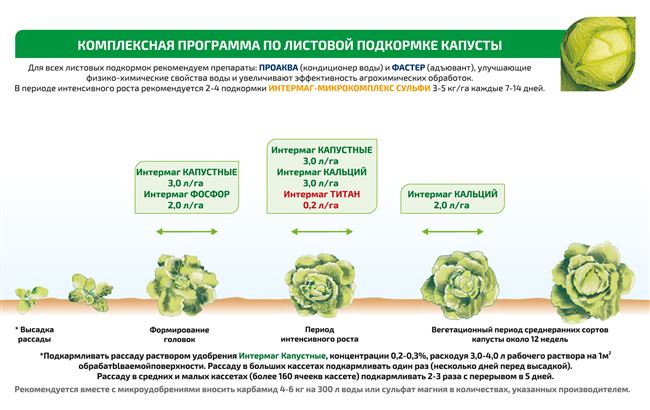 Болезни капусты по фазам роста (семенники, рассада, высаженные растения, головки на хранении)