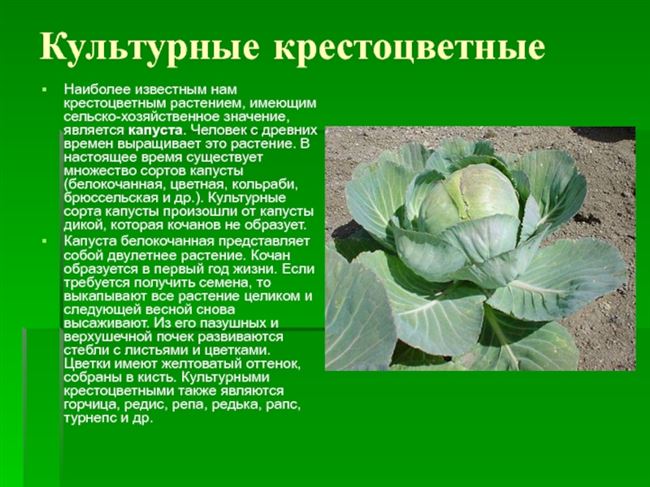 Размножение