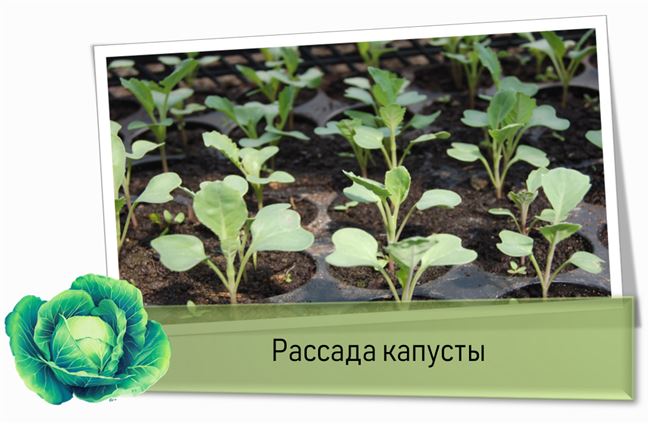 Посадка рассадой