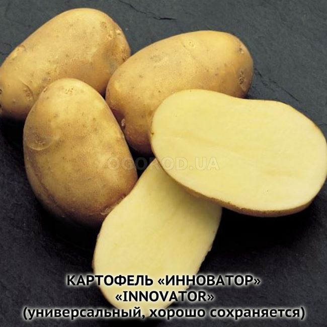 Картофель инноватор характеристика сорта отзывы