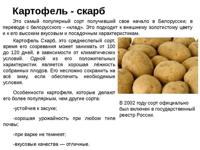 Картофель ‘Мостовский’ — описание сорта, характеристики