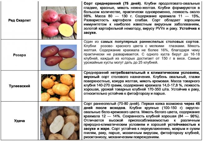 Особенности хранения и лежкость сорта