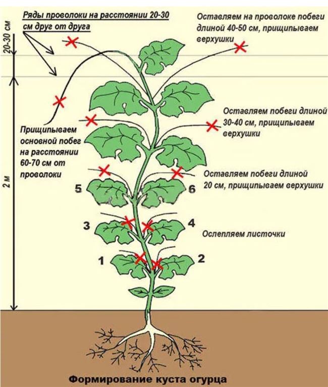 Обрезка и формирование