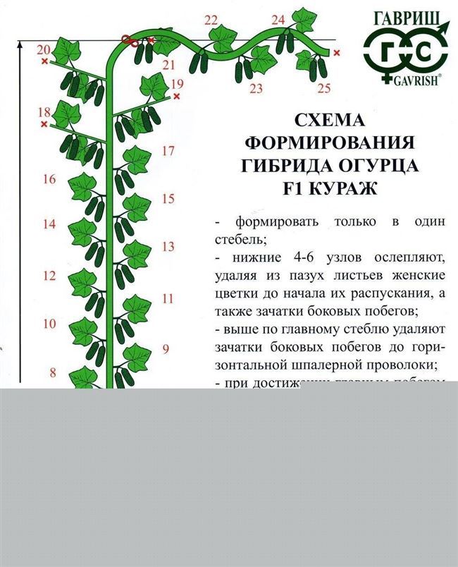 Как формируют кусты?