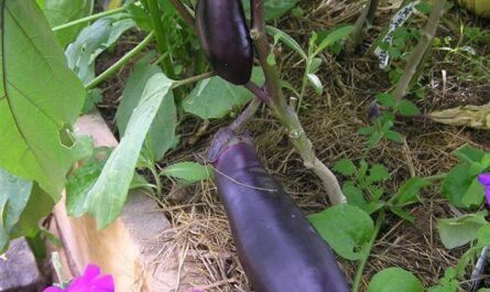 Баклажан Робин Гуд – характеристика сорта с фото, выращивание