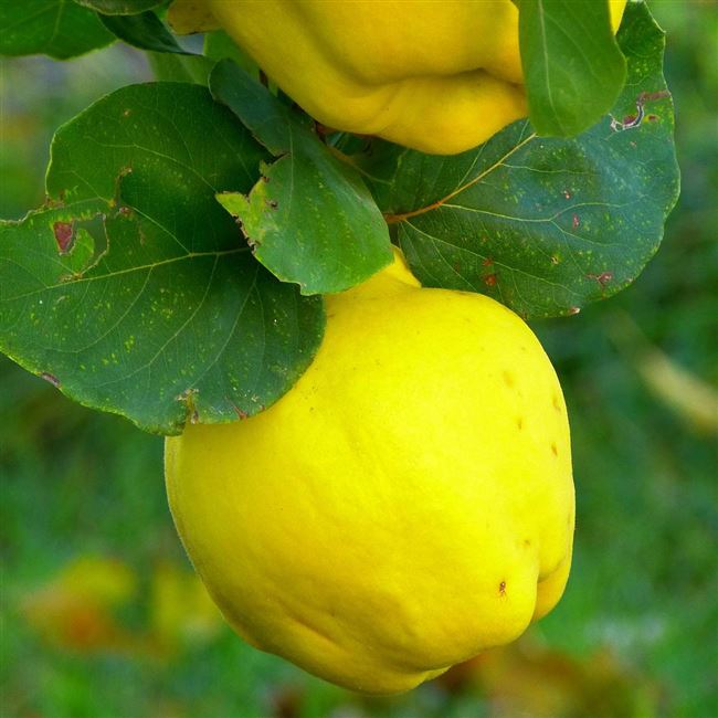 Айва - упоительный аромат в осеннем саду и неповторимый вкус на вашем столе. Сорт Кубанская урожайная