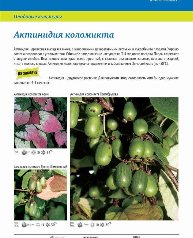 Отзыв: Саженцы Все Сорта "Актинидия коломикта" - Красивая лиана со съедобными плодами